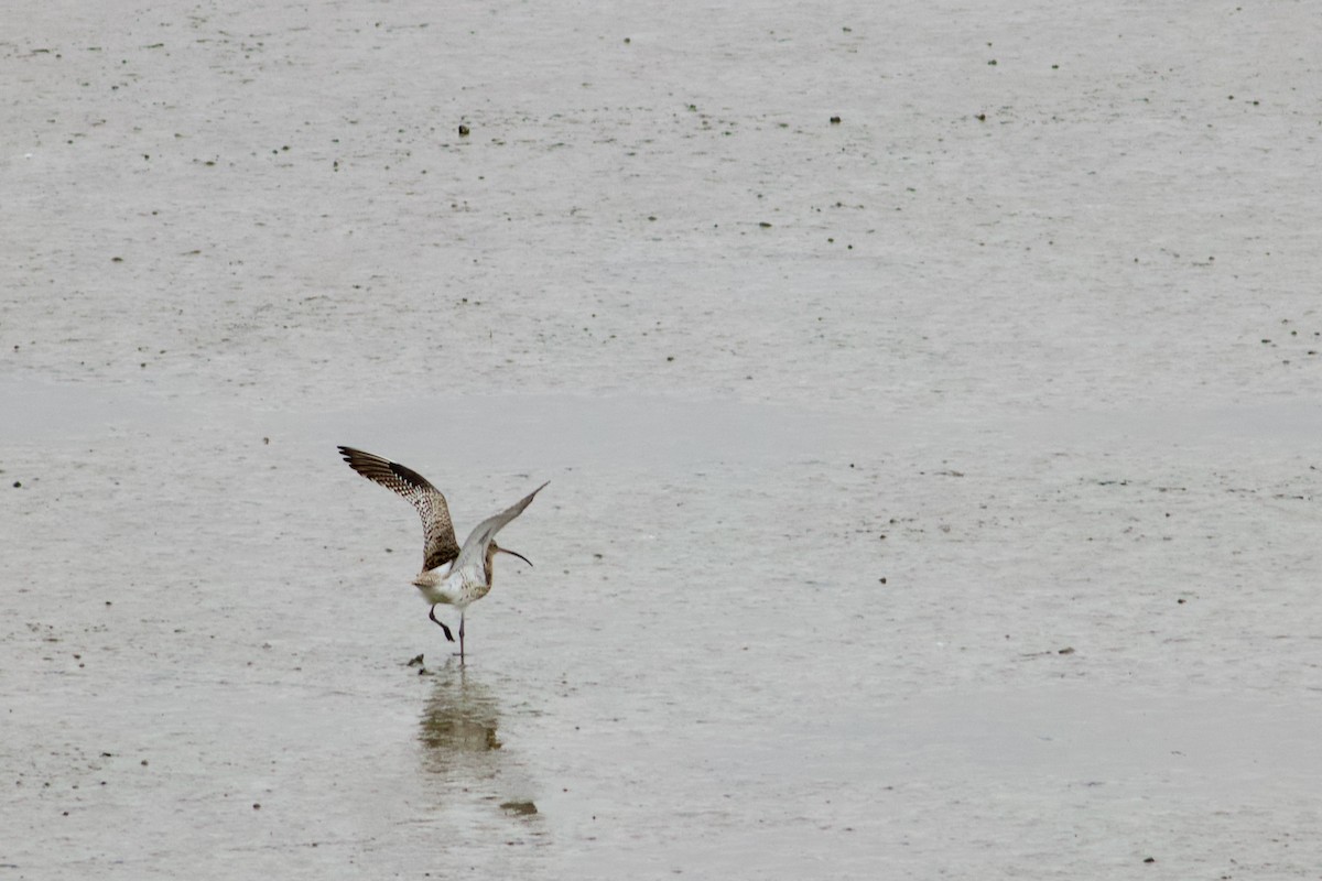 Eurasian Curlew - ML631315214