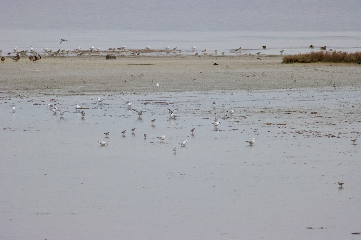 Black-headed Gull - ML631315225