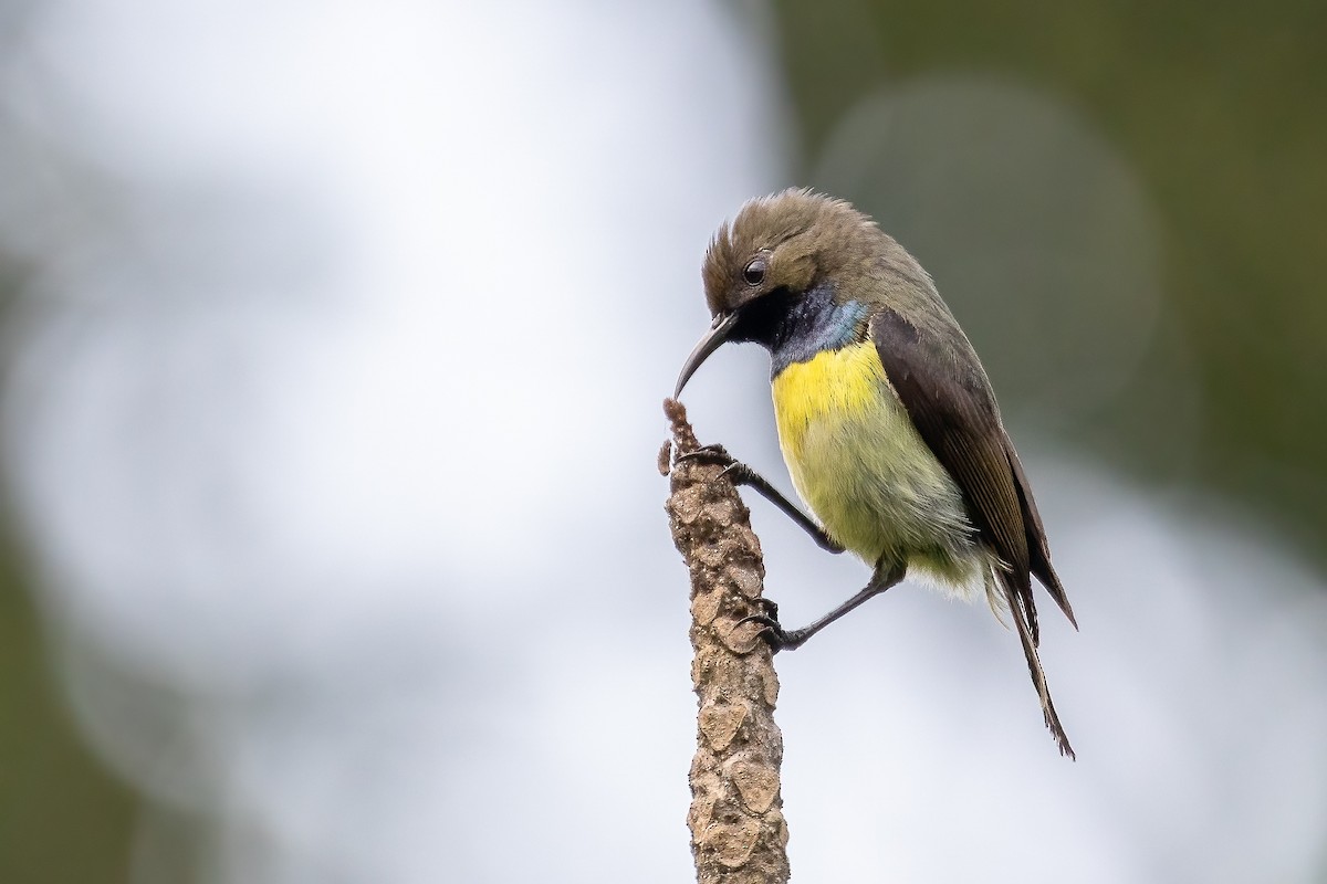 Gelbbrust-Nektarvogel - ML631315239