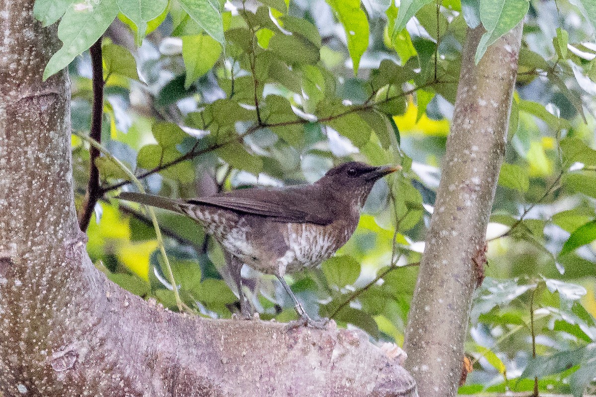 São-Tomé-Drossel - ML631315256