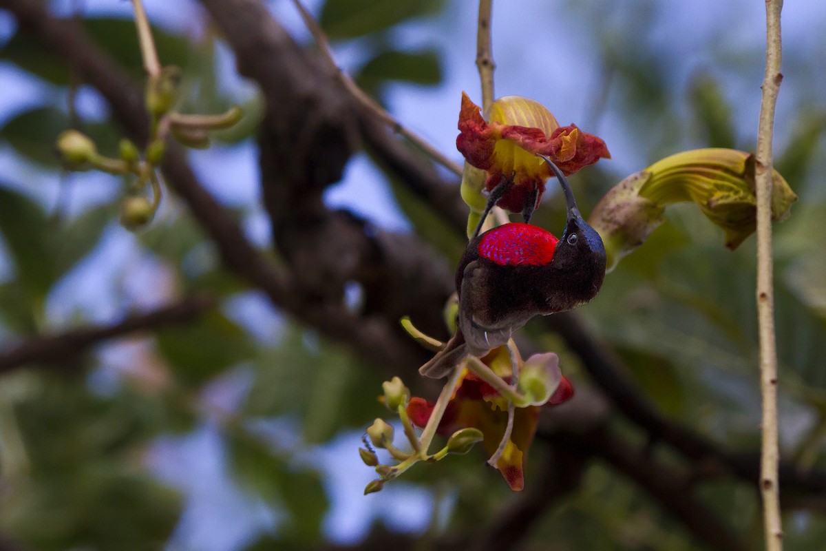 Scarlet-chested Sunbird - ML631315274