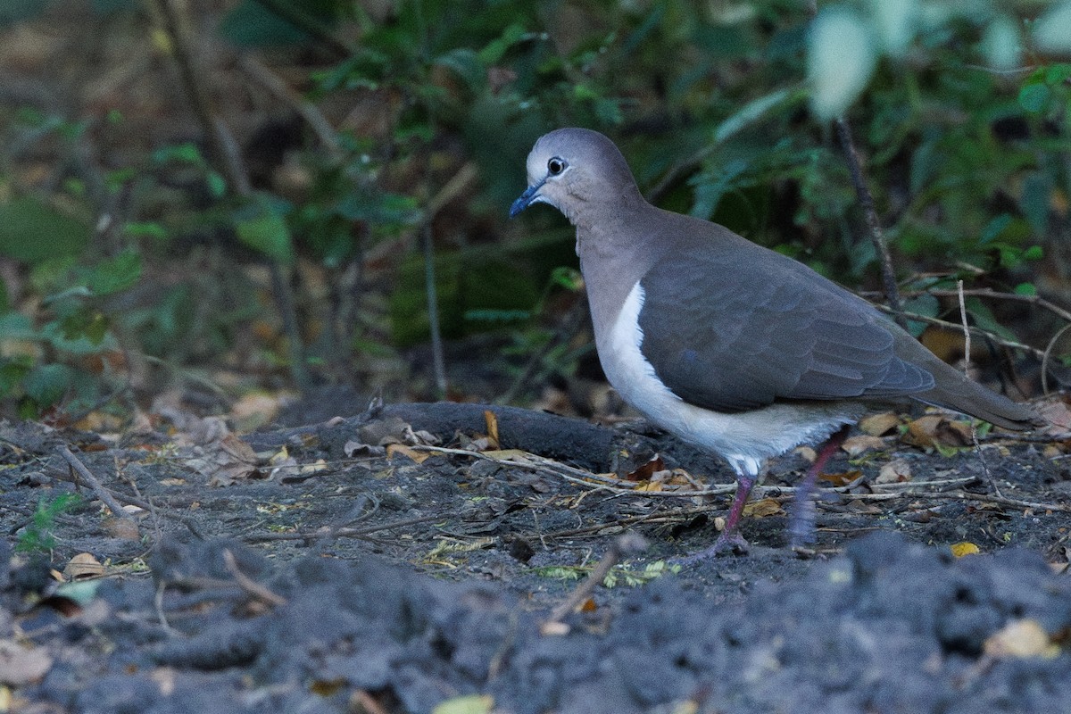 Grenada Dove - ML631315278