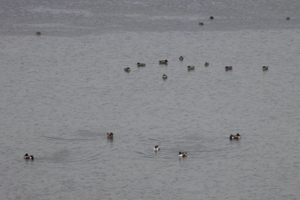 Northern Shoveler - ML631315279