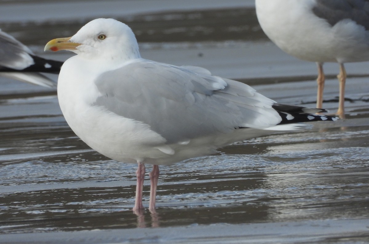 American Herring Gull - Xabi Varela