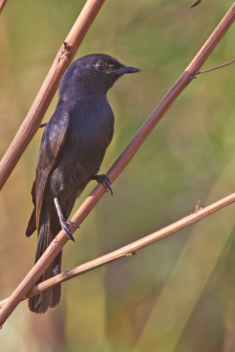 Southern Black-Flycatcher - ML631315300