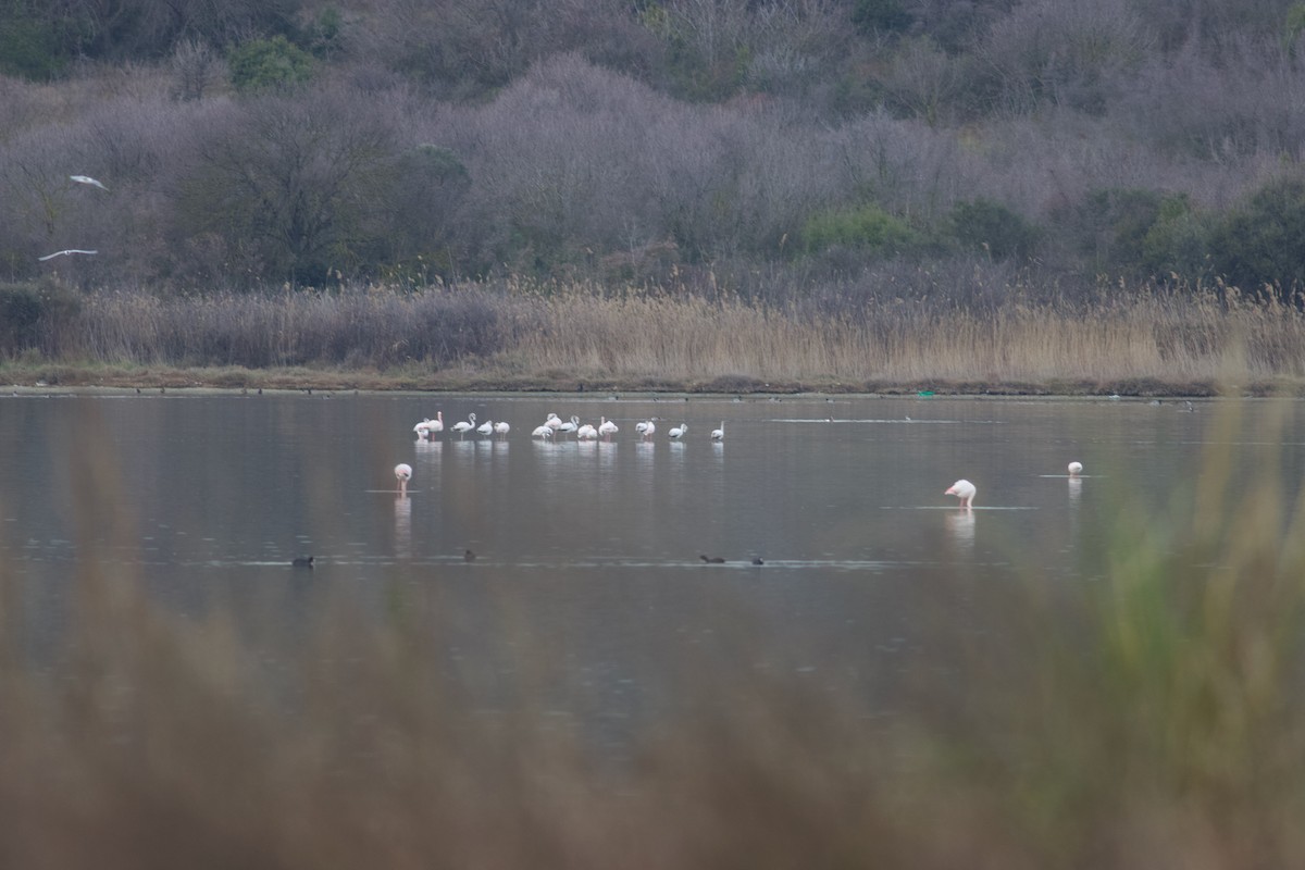 Greater Flamingo - ML631315350