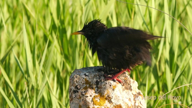 Spotless Starling - ML631315448