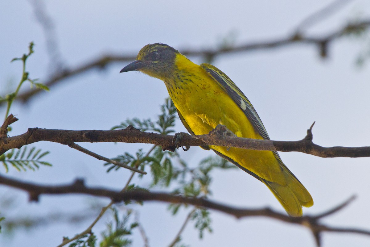 African Black-headed Oriole - ML631315463