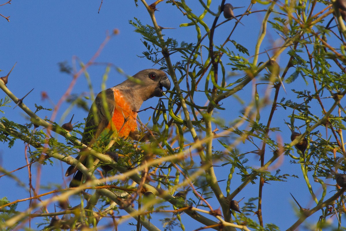 Red-bellied Parrot - ML631315533