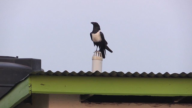 Pied Crow - ML631315538