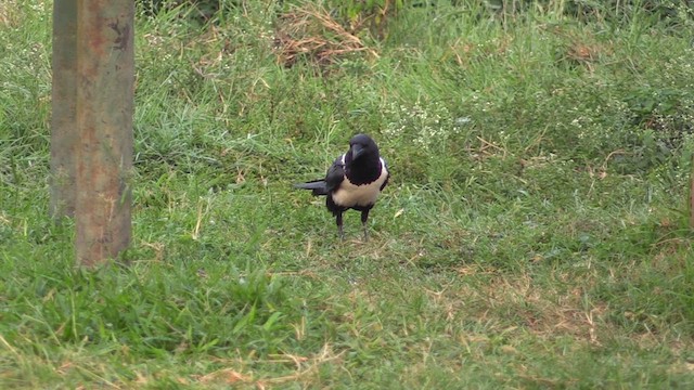 Pied Crow - ML631315660
