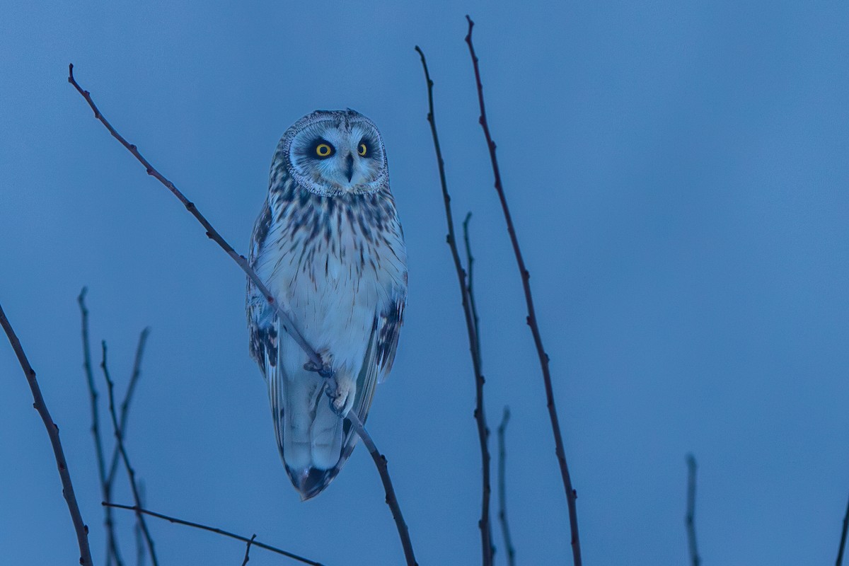 Short-eared Owl - ML631315738