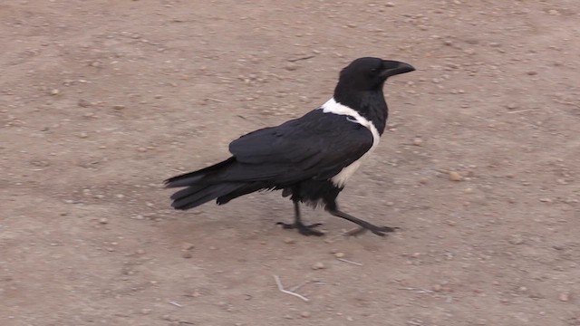 Pied Crow - ML631315800
