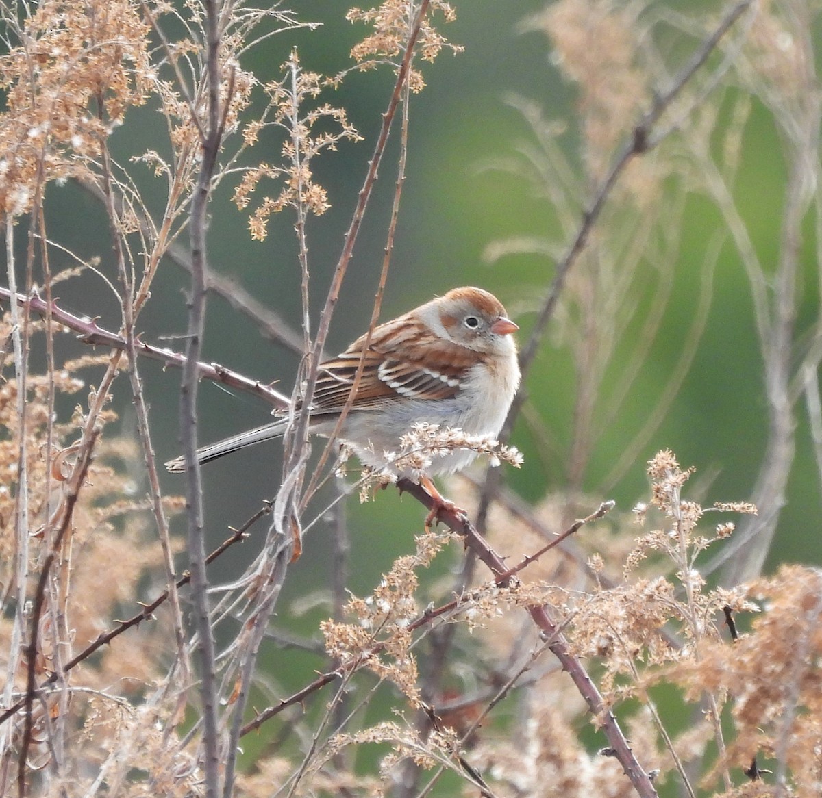 Field Sparrow - ML631316010
