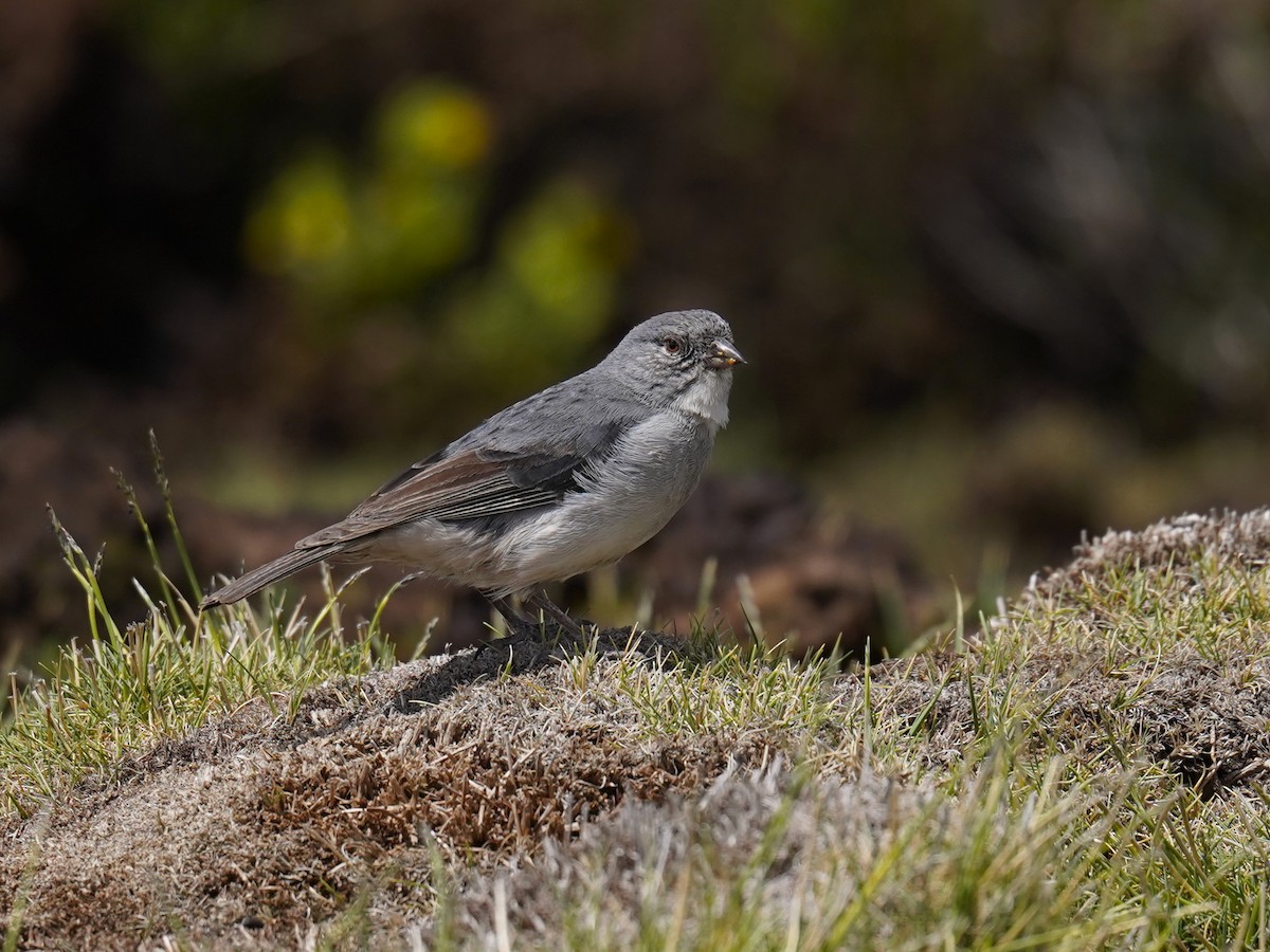 ノドジロヤマシトド - ML631316045