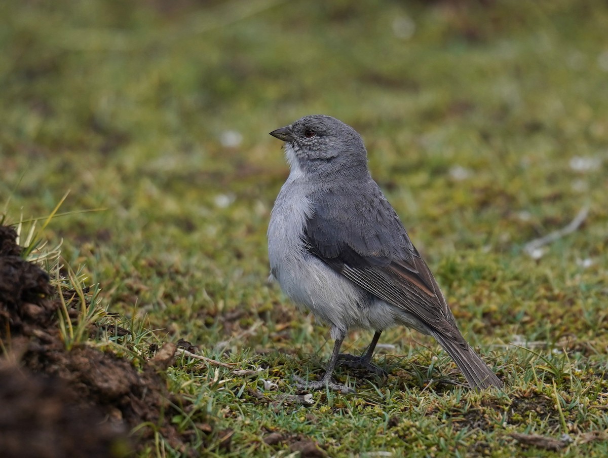 ノドジロヤマシトド - ML631316046