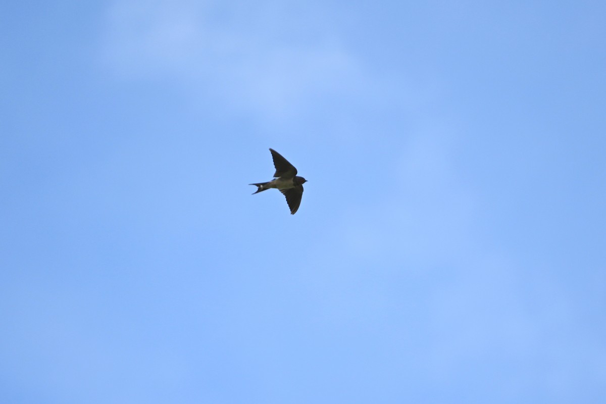 Barn Swallow - ML631316144