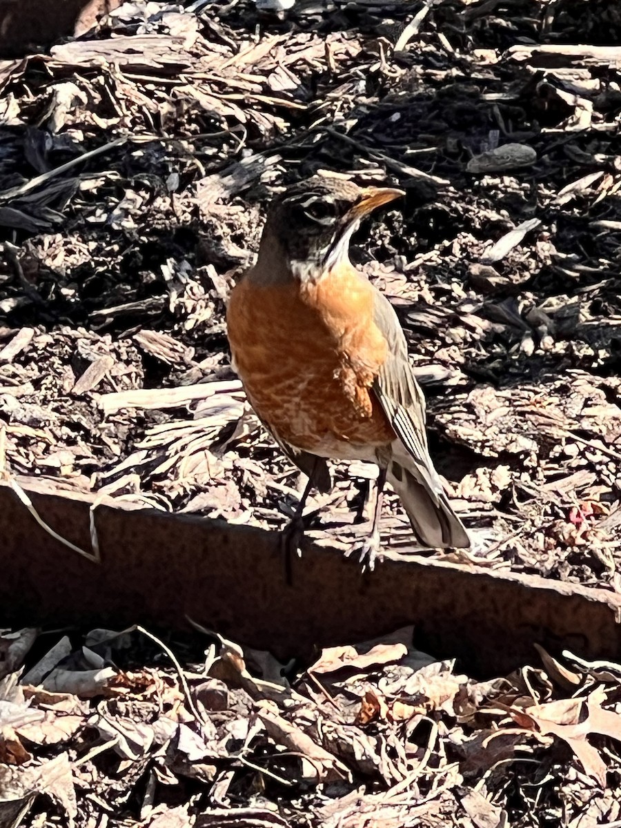 American Robin - ML631316266