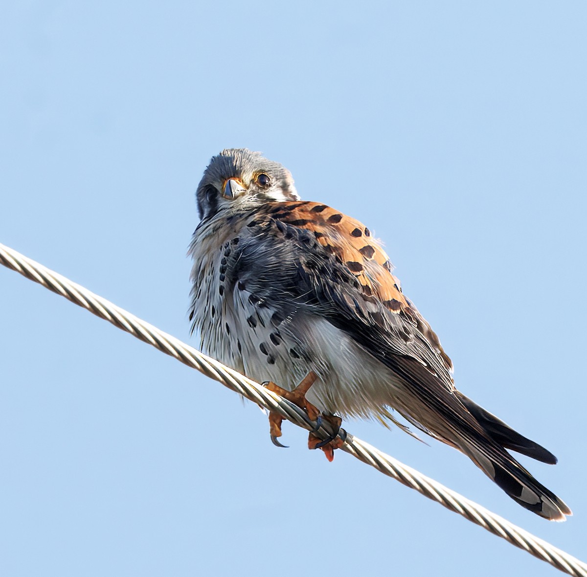 American Kestrel - ML631316283
