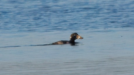 Surf Scoter - ML631316292