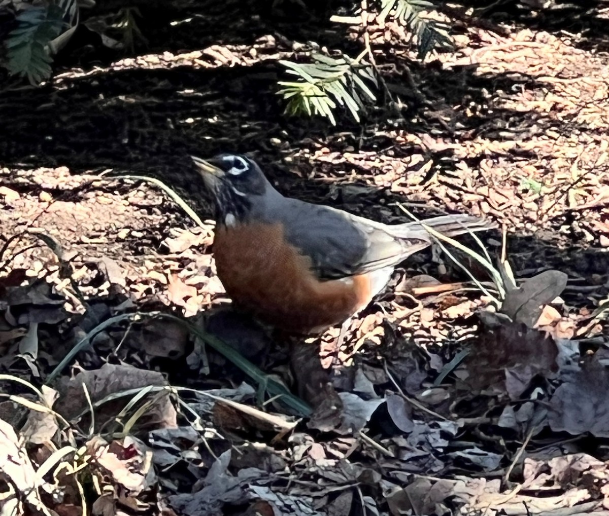 American Robin - ML631316345