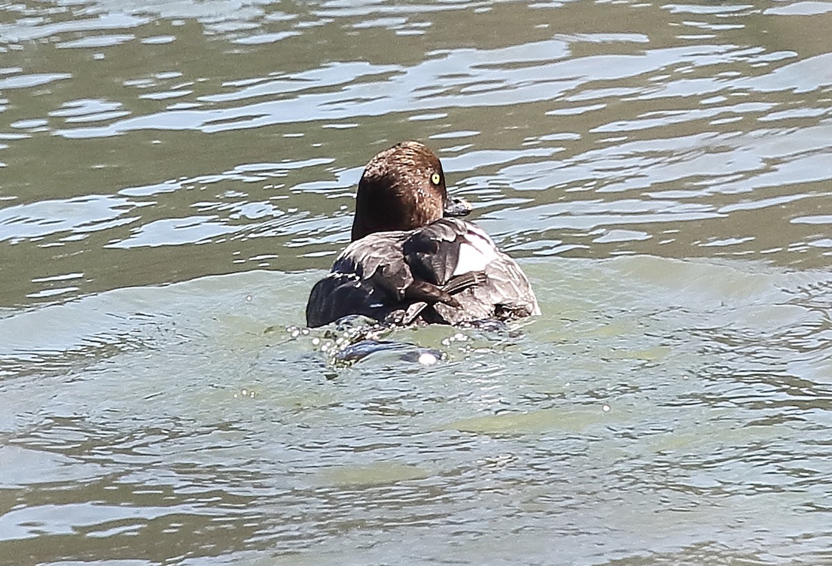 Common Goldeneye - ML631316423