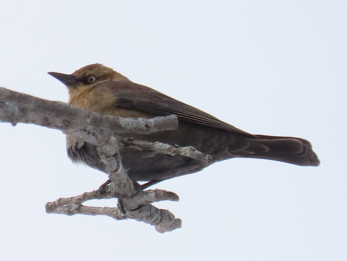 Rusty Blackbird - ML631316900