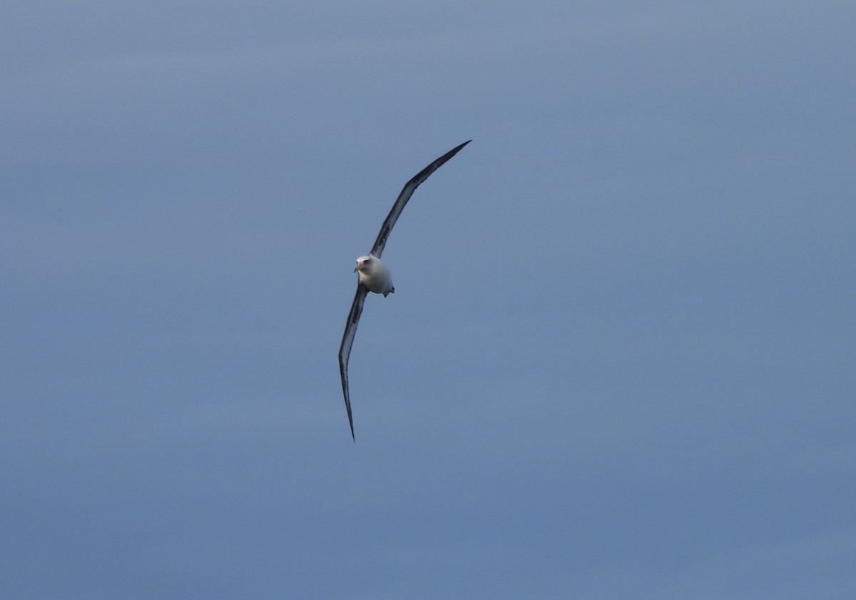 Laysan Albatross - ML631316967