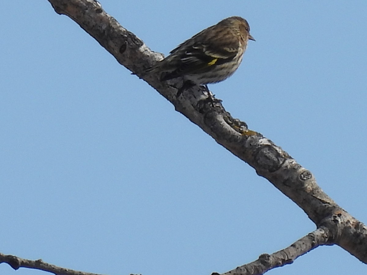 Pine Siskin - ML631317066