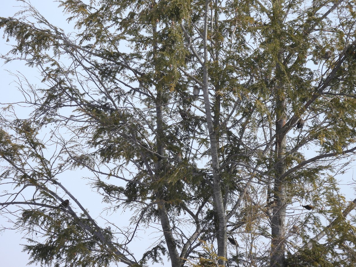 Pine Siskin - ML631317067