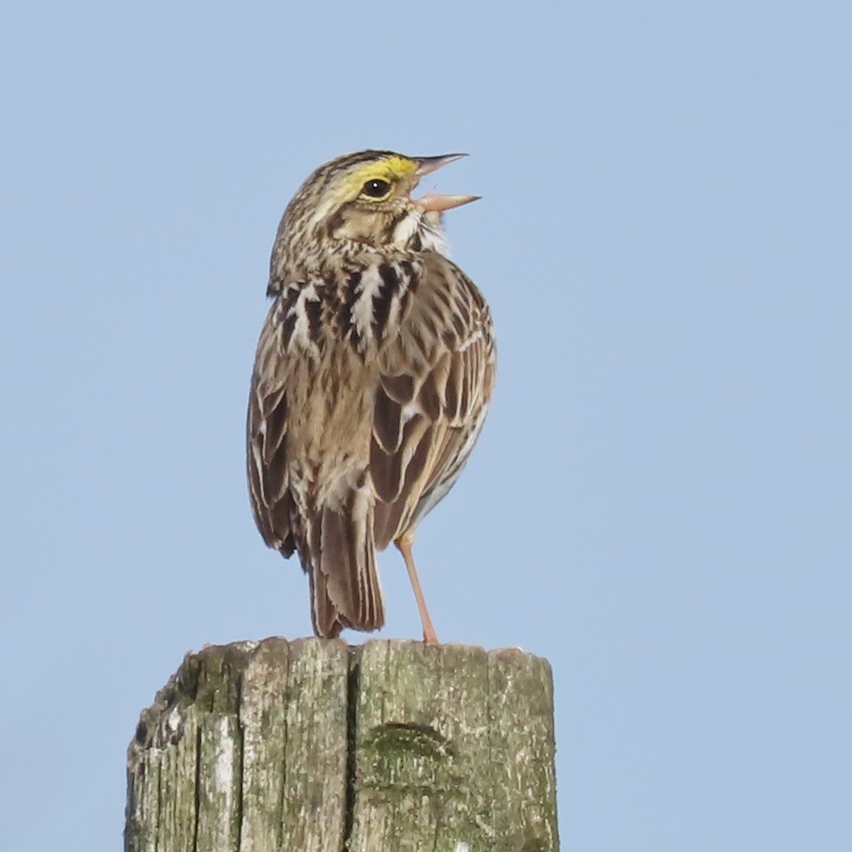 Savannah Sparrow - ML631317091