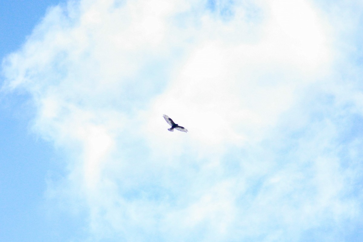 Зимняк - ML631317220