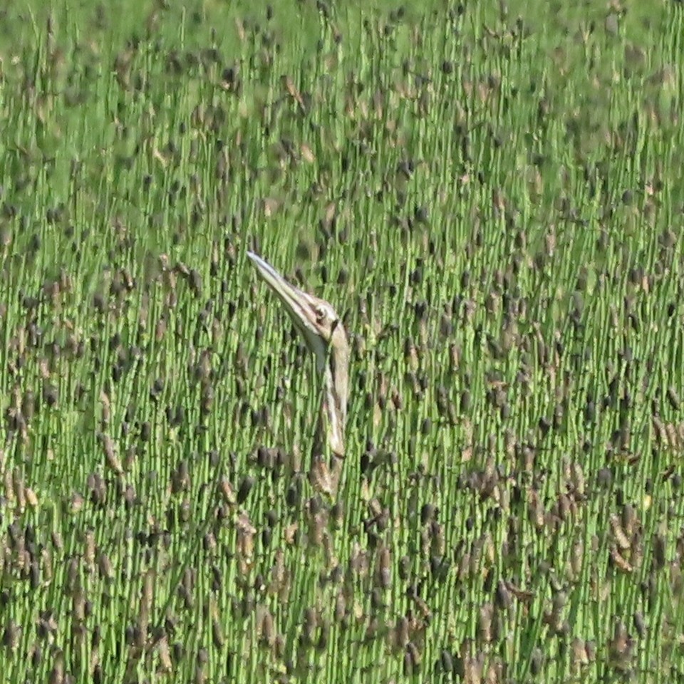 American Bittern - ML631317398