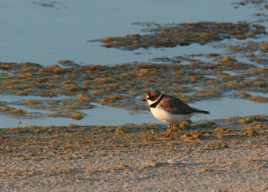 Semipalmated Plover - ML631317474