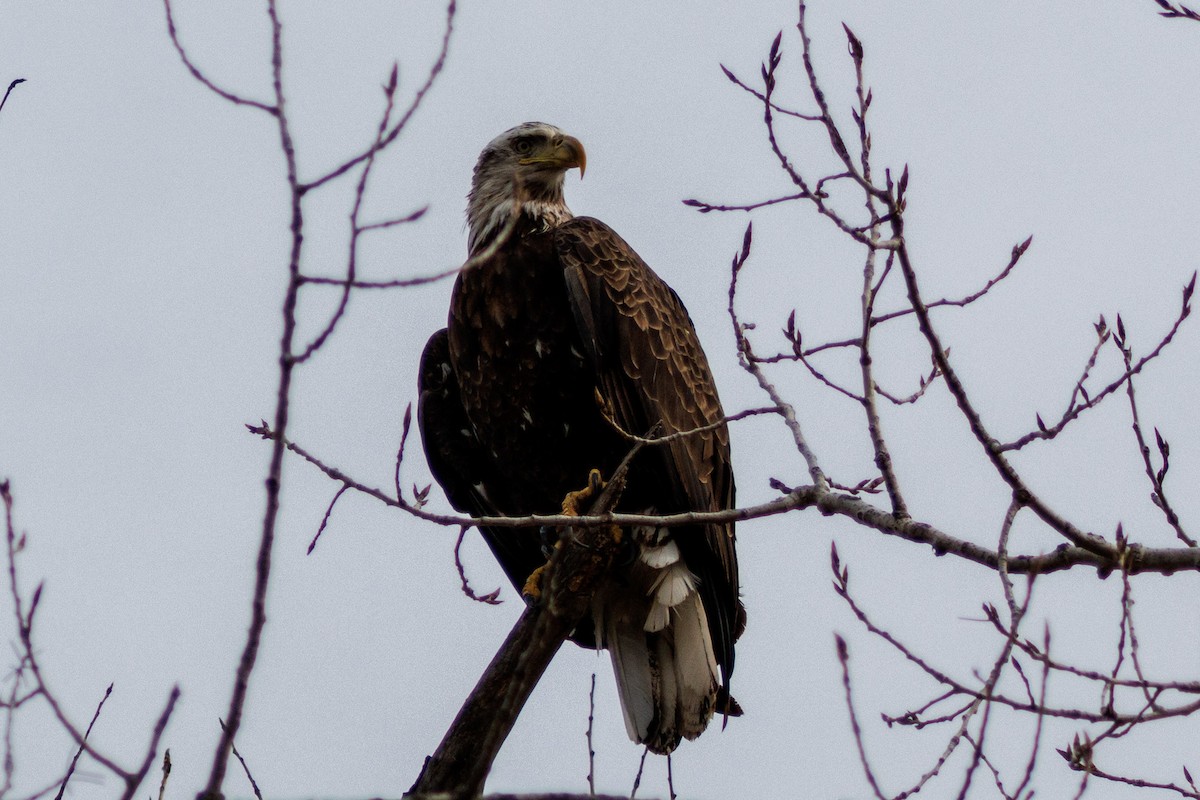 Bald Eagle - ML631317633
