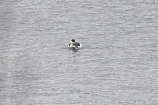 Horned Grebe - ML631318007