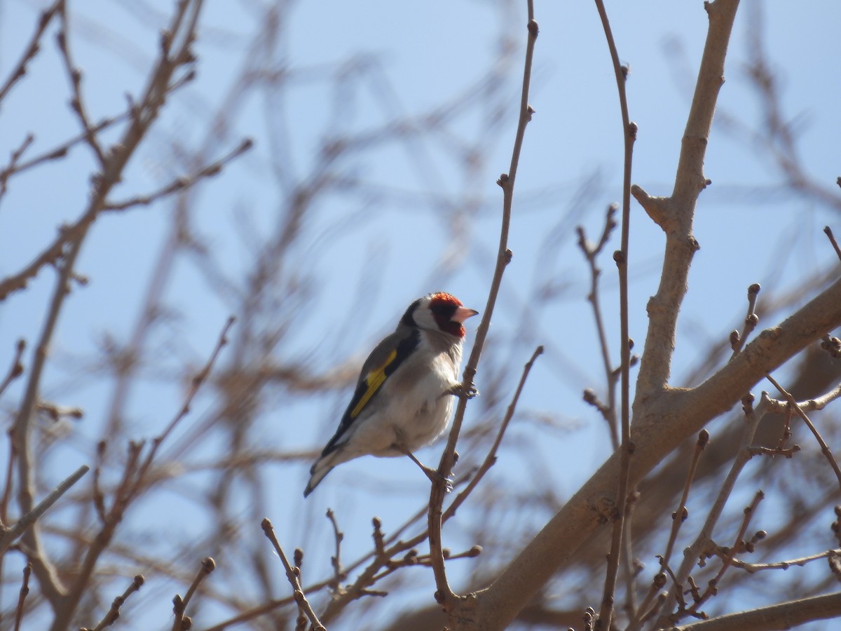 European Goldfinch - ML631318248