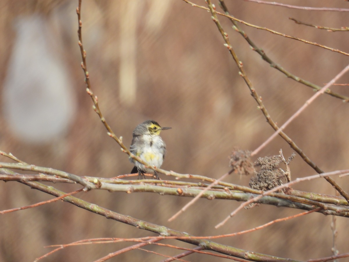 Citrine Wagtail - ML631318277