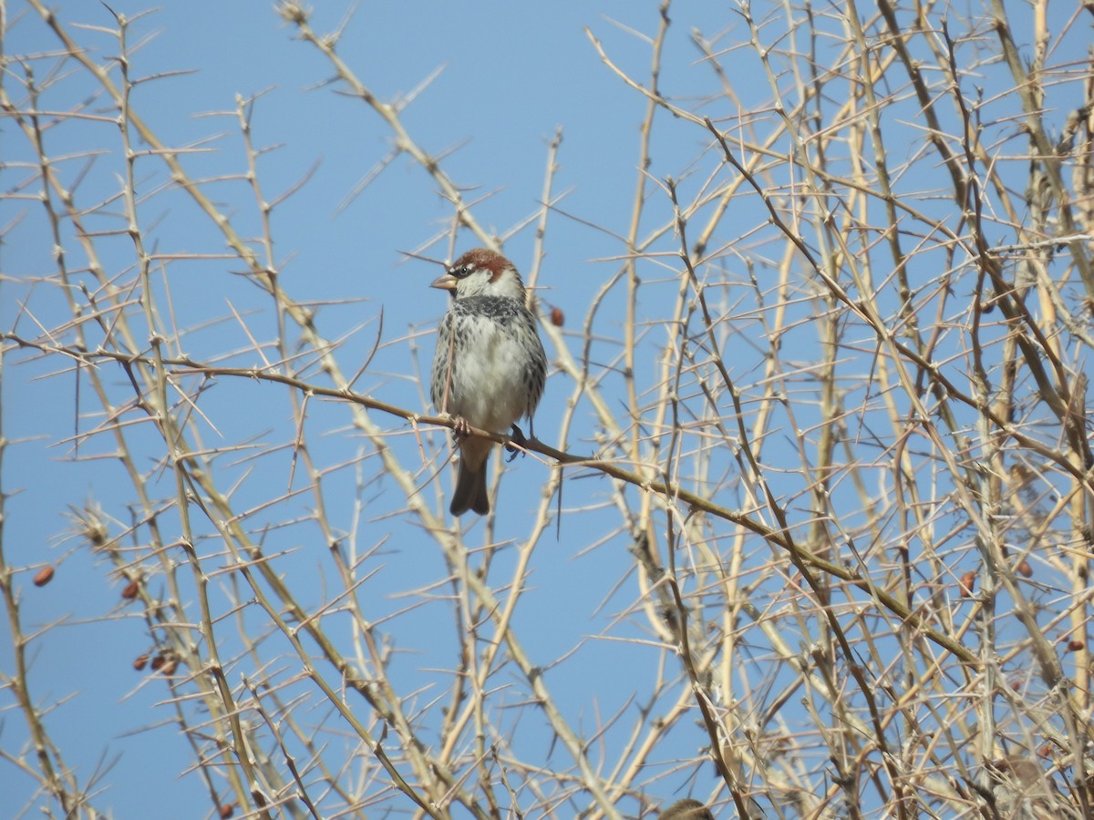 Spanish Sparrow - ML631318321