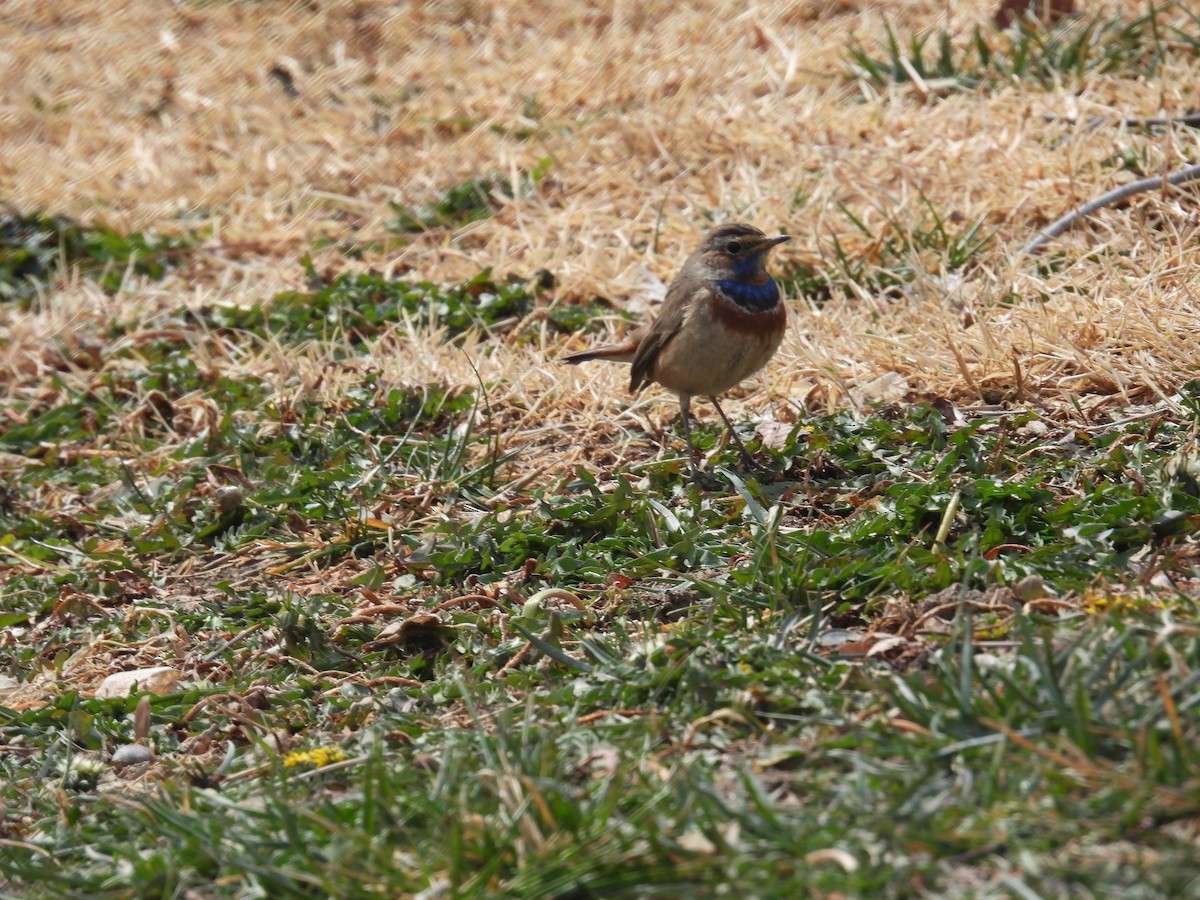 Bluethroat - ML631318342