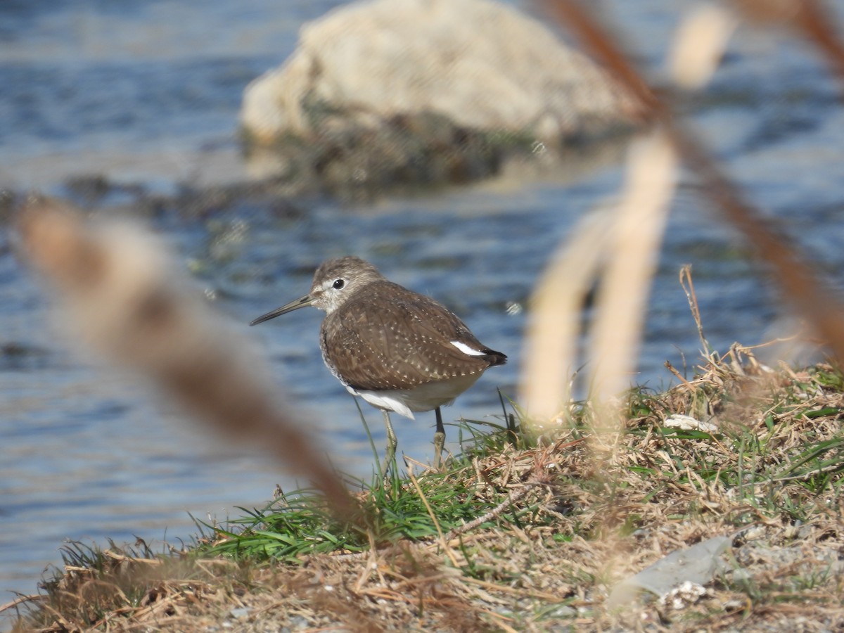 Green Sandpiper - ML631318369