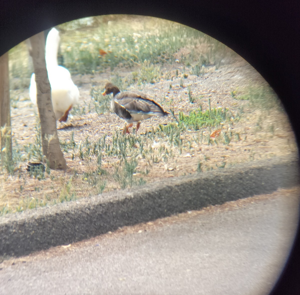 Greater White-fronted Goose - ML631318374