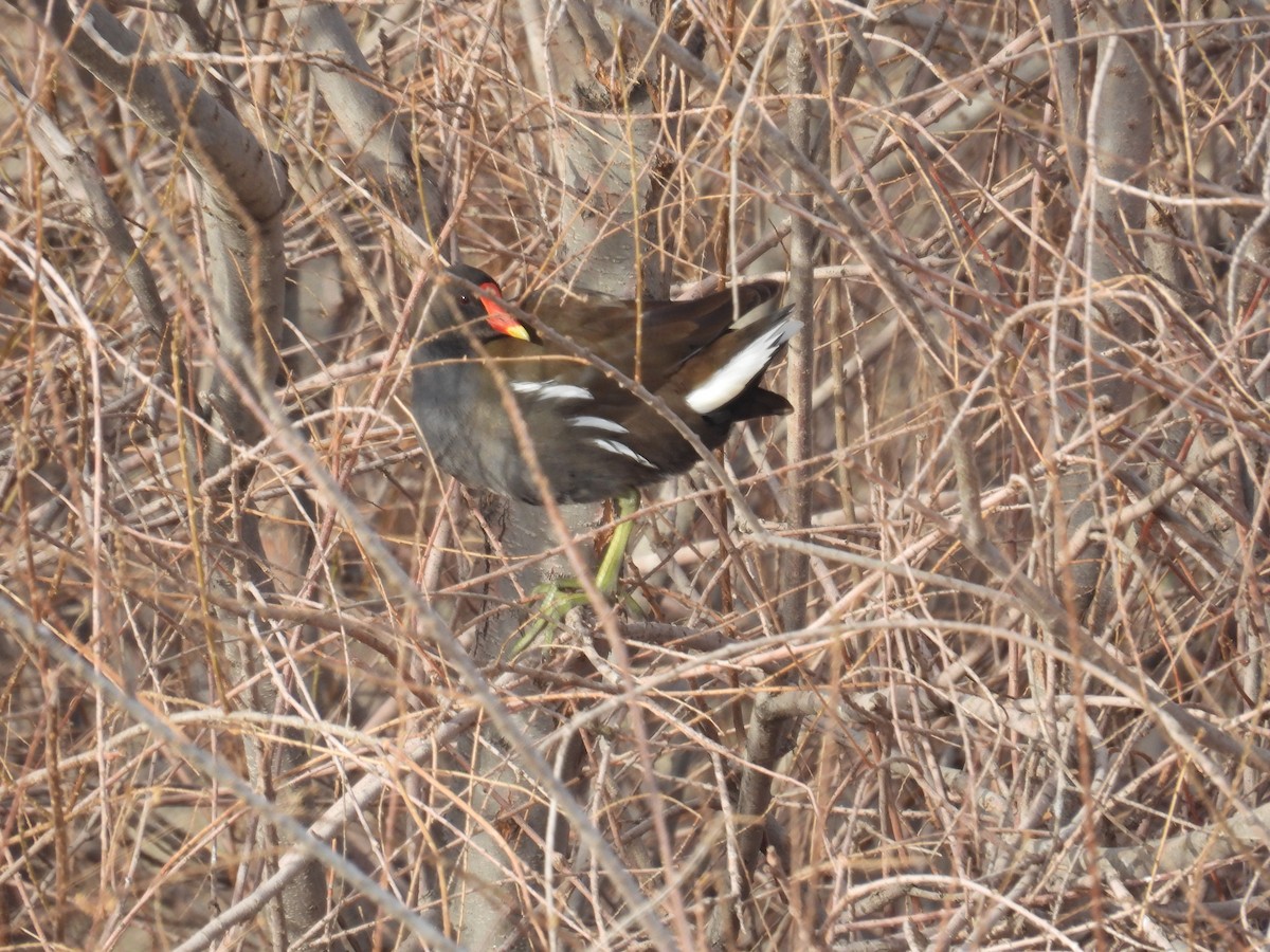 Eurasian Moorhen - ML631318378