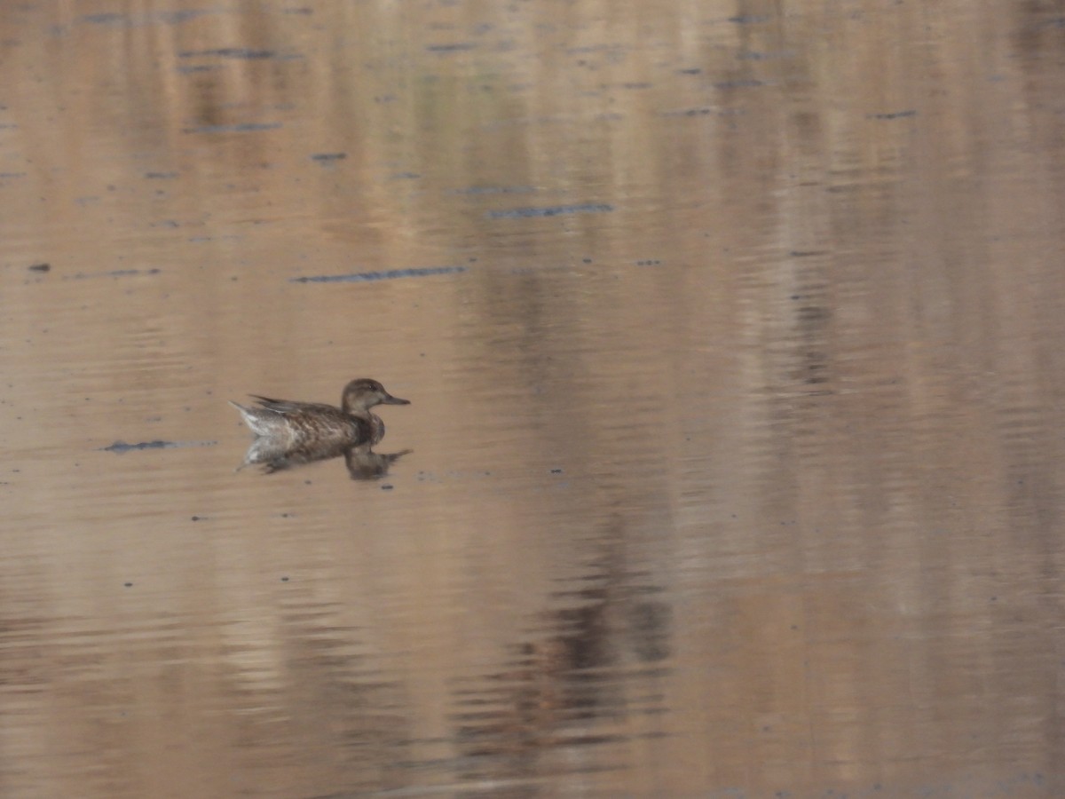 Green-winged Teal - ML631318398