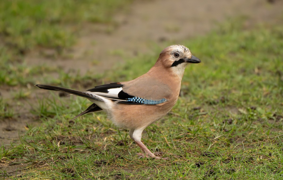 Ятга шаазгай - ML631318556