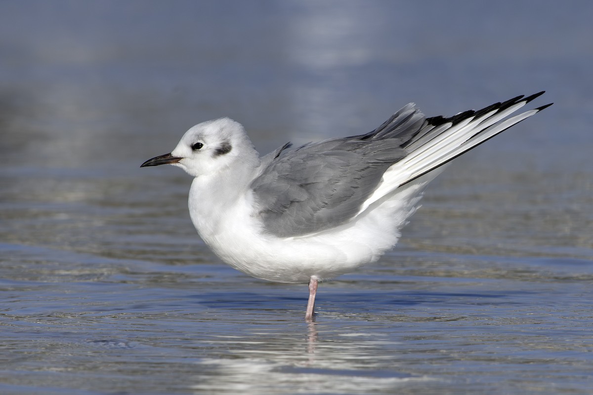 Bonaparte's Gull - ML631318776