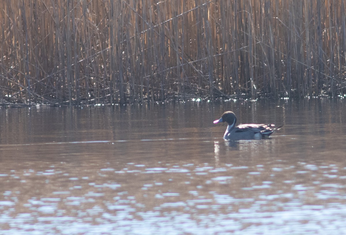 Шовтгор алаг нугас - ML631318837