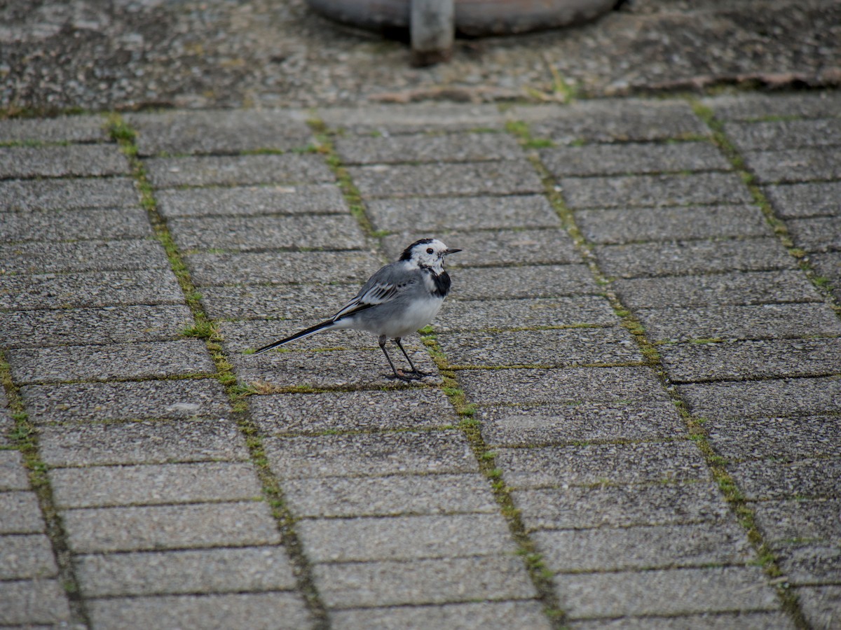 White Wagtail - ML631318948