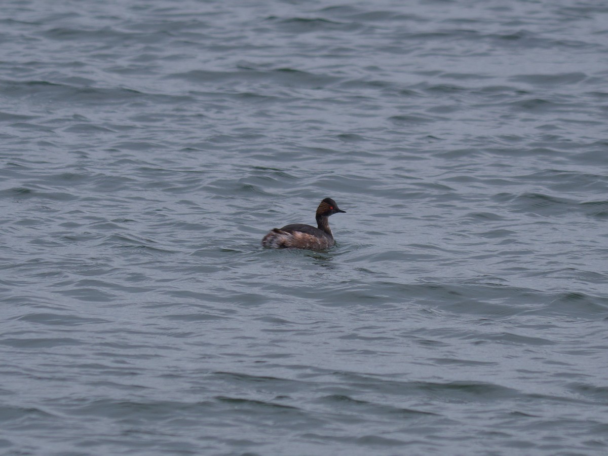 Eared Grebe - ML631318951