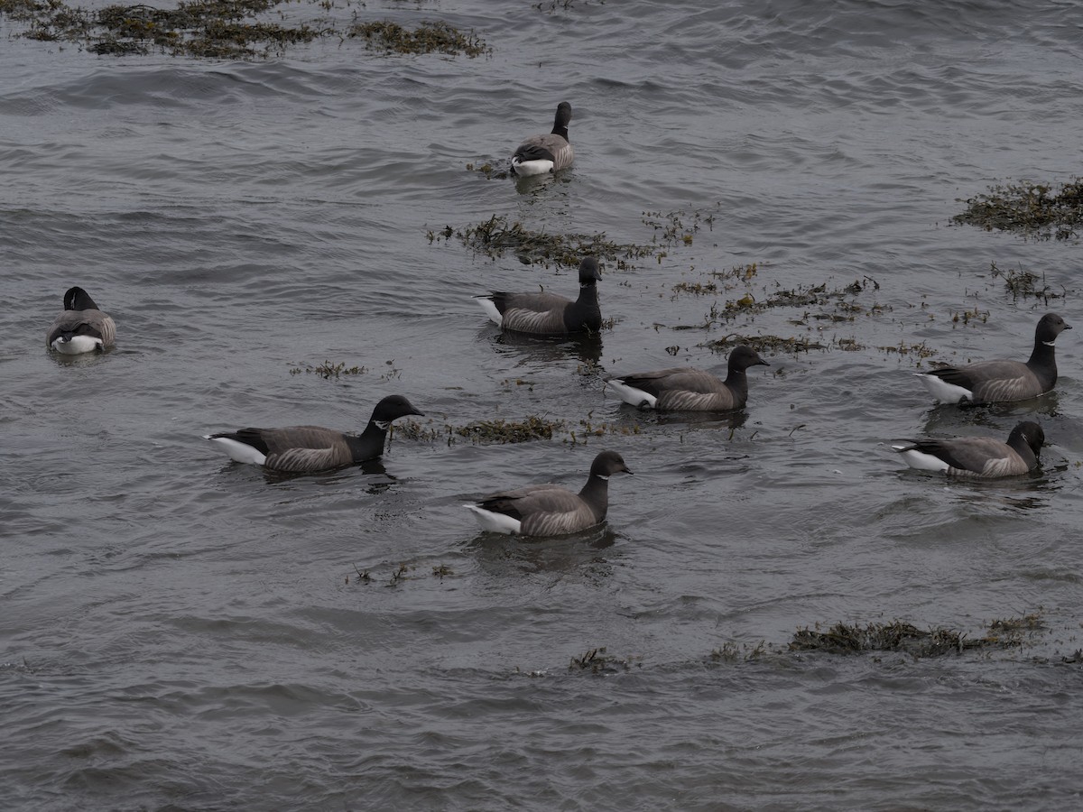 Brant - ML631318966